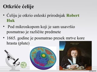 Otkriće ćelije
• Ćeliju je otkrio enleski prirodnjak Robert
Huk
• Pod mikroskopom koji je sam usavršio
posmatrao je različite predmete
• 1665. godine je posmatrao presek mrtve kore
hrasta (plute)
 