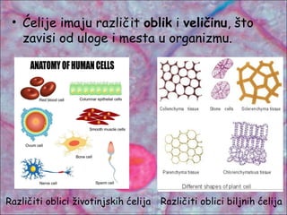 • Ćelije imaju različit oblik i veličinu, što
zavisi od uloge i mesta u organizmu.
Različiti oblici životinjskih ćelija Različiti oblici biljnih ćelija
 