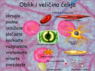 Oblik i veličina ćelija
okrugle
ovalne
izdužene
pločaste
kockaste
razgranate
vretenaste
nitaste
zvezdaste
 