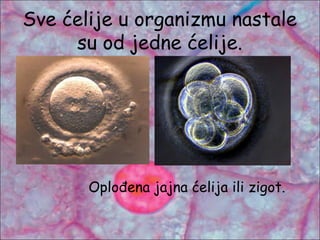 Sve ćelije u organizmu nastale
su od jedne ćelije.
Oplođena jajna ćelija ili zigot.
 