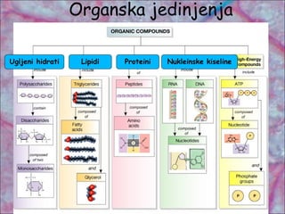 Organska jedinjenja
Ugljeni hidrati Lipidi Proteini Nukleinske kiseline
 