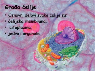 • Osnovni delovi svake ćelije su:
• ćelijska membrana,
• citoplazma,
• jedro i organele
Građa ćelije
 