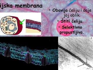ijska membrana
• Obavija ćeliju i daje
joj oblik.
• Štiti ćeliju.
• Selektivno
propustljiva.
 