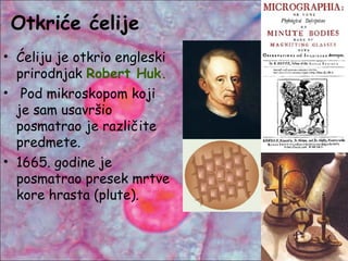 Otkriće ćelije
• Ćeliju je otkrio engleski
prirodnjak Robert Huk.
• Pod mikroskopom koji
je sam usavršio
posmatrao je različite
predmete.
• 1665. godine je
posmatrao presek mrtve
kore hrasta (plute).
 