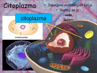 • Ispunjava unutrašnjost ćelije
• Sastoji se iz :
-vode,
- šećera,
- mineralnih soli,
- masti,
- belančevina.
Citoplazma
citoplazma
 