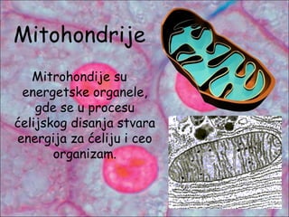 Mitohondrije
Mitrohondije su
energetske organele,
gde se u procesu
ćelijskog disanja stvara
energija za ćeliju i ceo
organizam.
 