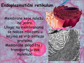 Endoplazmatični retikulum
Membrane koje naležu
na jedro.
Uloga: na membranama
se nalaze ribozomi u
kojima se vrši sinteza
proteina.
Membrane skladište i
transportuju ove
molekule.
 