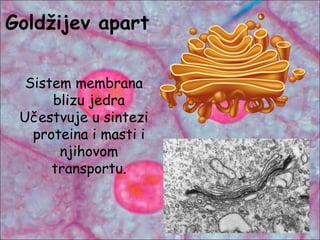 Goldžijev apart
Sistem membrana
blizu jedra
Učestvuje u sintezi
proteina i masti i
njihovom
transportu.
 
