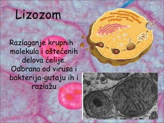 Lizozom
Razlaganje krupnih
molekula i oštećenih
delova ćelije.
Odbrana od virusa i
bakterija-gutaju ih i
razlažu
 
