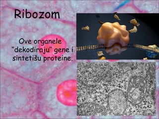 Ribozom
Ove organele
‘’dekodiraju’’ gene i
sintetišu proteine.
 