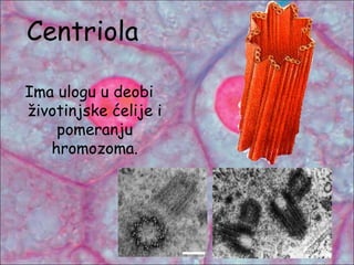 Centriola
Ima ulogu u deobi
životinjske ćelije i
pomeranju
hromozoma.
 