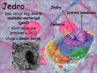 Jedro
• Deo ćelije koji sadrži
nasledni materijal
(geni)
• Kontroliše sve
procese u ćeliji
• Uloga u deobi ćelije.
Jedro
Jedrova membrana
Jedarce
 