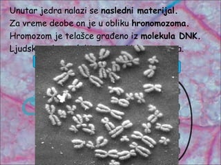 Unutar jedra nalazi se nasledni materijal.
Za vreme deobe on je u obliku hronomozoma.
Hromozom je telašce građeno iz molekula DNK.
Ljudske telesne ćelije imaju 46 hromozoma.
ćelija
jedro hromozom
DNK
 