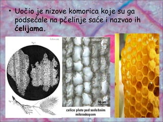 • Uočio je nizove komorica koje su ga
podsećale na pčelinje saće i nazvao ih
ćelijama.
 