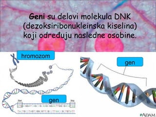Geni su delovi molekula DNK
(dezoksiribonukleinska kiselina)
koji određuju nasledne osobine.
hromozom
gen
gen
 