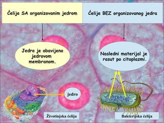 Ćelije SA organizovanim jedrom Ćelije BEZ organizovanog jedra
Jedro je obavijeno
jedrovom
membranom.
jedro
Nasledni materijal je
rasut po citoplazmi.
Bakterijska ćelijaŽivotinjska ćelija
 