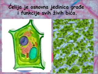 Ćelija je osnovna jedinica građe
i funkcije svih živih bića.
 
