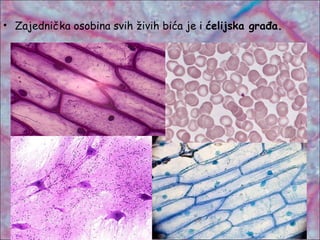 • Zajednička osobina svih živih bića je i ćelijska građa.
 