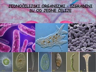 JEDNOĆELIJSKI ORGANIZMI – IZGRAĐENI
SU OD JEDNE ĆELIJE
 