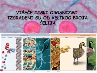 VIŠEĆELIJSKI ORGANIZMI
IZGRAĐENI SU OD VELIKOG BROJA
ĆELIJA
 