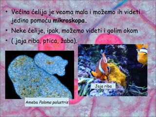 • Većina ćelija je veoma mala i možemo ih videti
jedino pomoću mikroskopa.
• Neke ćelije, ipak, možemo videti i golim okom
• ( jaja riba, ptica, žaba).
Jaja riba
Ameba Paloma palustris
 