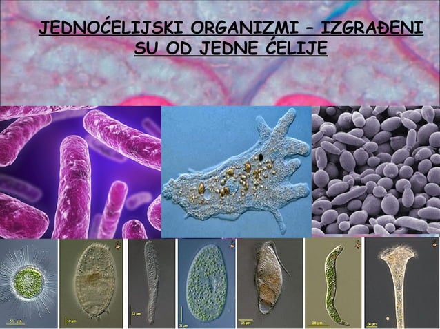 Ćelija | PPT