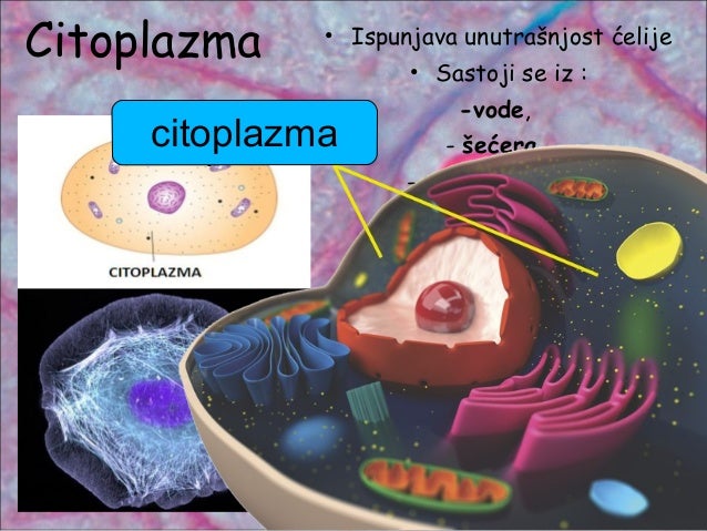 Ćelija