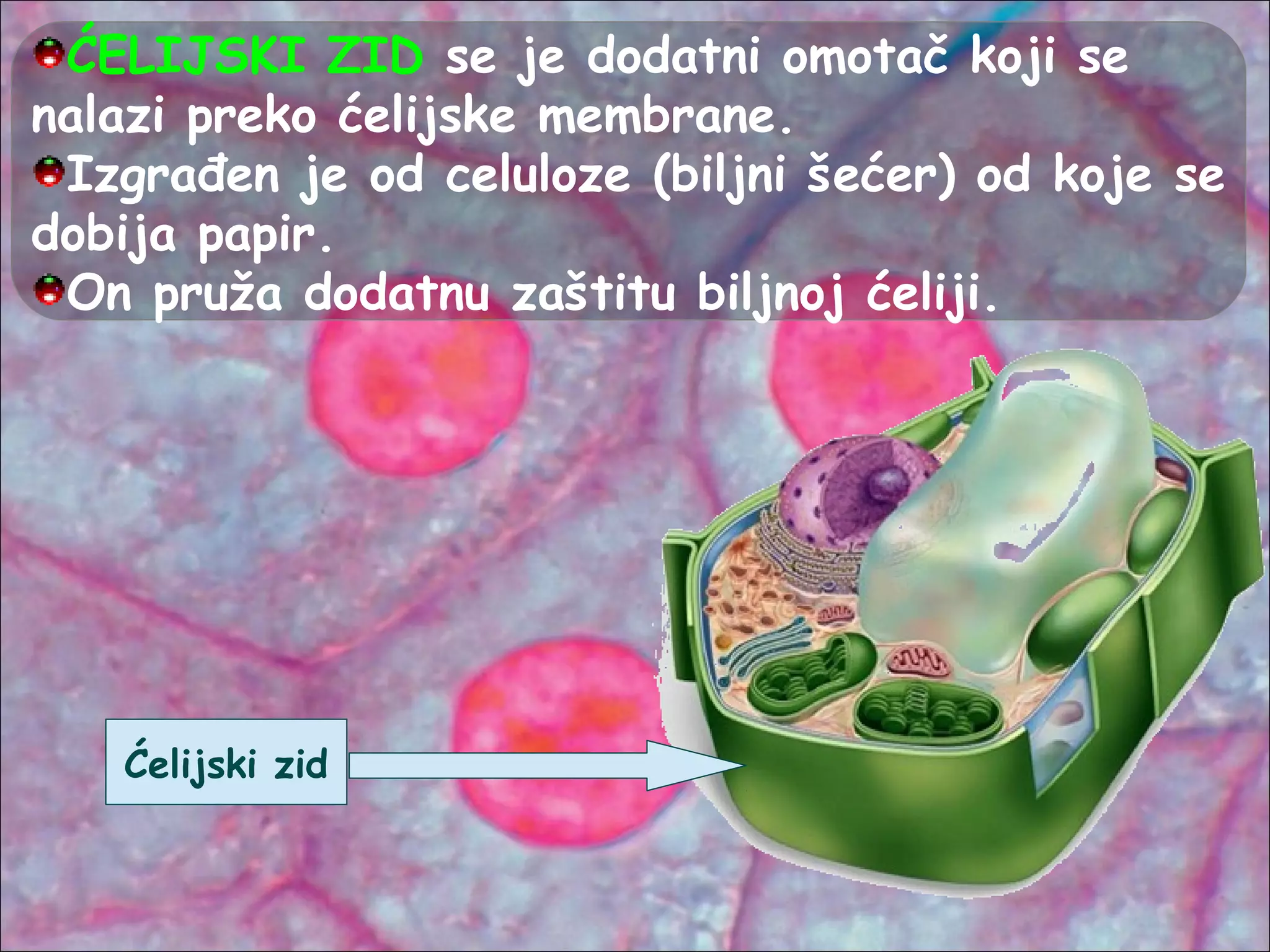 Ćelija | PPT