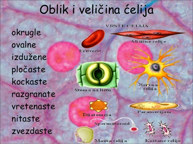 Ćelija