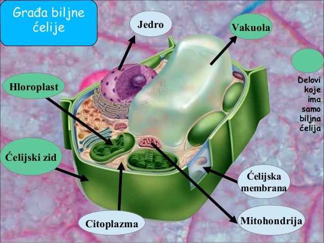 Ćelija