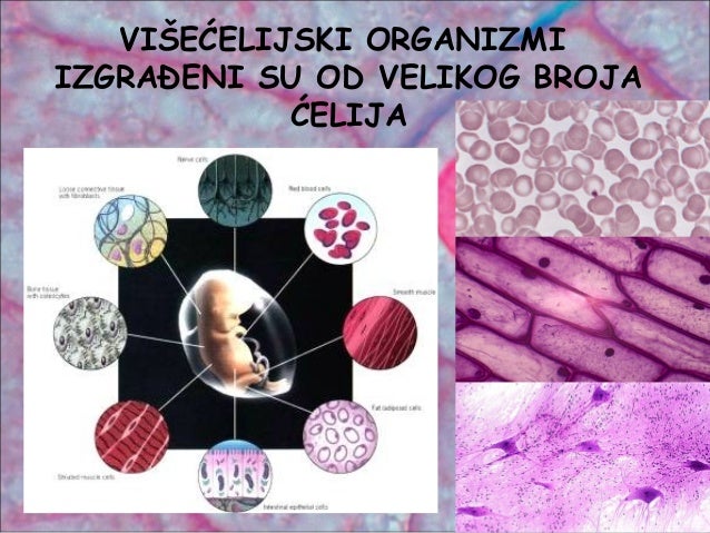 Ćelija