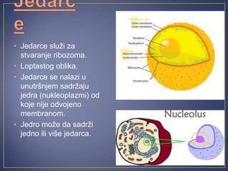 • Jedarce služi za
  stvaranje ribozoma.
• Loptastog oblika.
• Jedarce se nalazi u
  unutršnjem sadržaju
  jedra (nukleoplazmi) od
  koje nije odvojeno
  membranom.
• Jedro može da sadrži
  jedno ili više jedarca.
 
