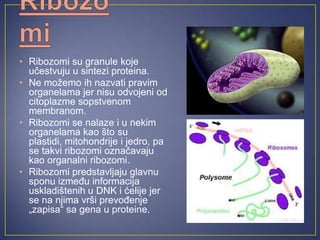 • Ribozomi su granule koje
  učestvuju u sintezi proteina.
• Ne možemo ih nazvati pravim
  organelama jer nisu odvojeni od
  citoplazme sopstvenom
  membranom.
• Ribozomi se nalaze i u nekim
  organelama kao što su
  plastidi, mitohondrije i jedro, pa
  se takvi ribozomi označavaju
  kao organalni ribozomi.
• Ribozomi predstavljaju glavnu
  sponu između informacija
  uskladištenih u DNK i ćelije jer
  se na njima vrši prevođenje
  „zapisa“ sa gena u proteine.
 