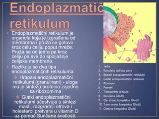 • Endoplazmatični retikulum je
  organela koja je izgrađena od
  membrana i pruža se gotovo
  kroz celu ćeliju poput mreže.
  Pruža se od jedra pa kroz
  ćeliju pa sve do spoljašnje
  ćelijske membrane.
• Razlikuju se dva tipa
  endoplazmatičnih retikuluma:
    Hrapavi endoplazmatični
   retikulumi (granulirani) - uloga
  mu je sinteza proteina zajedno
            sa ribozomima
      Glatki endoplazmatični
    retikulumi učestvuje u sintezi
      masti, razgradnji otrova i
  holesterol pretvara u vitamin D
    uz pomoć Sunčane svetlosti.
 