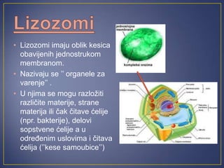 • Lizozomi imaju oblik kesica
  obavijenih jednostrukom
  membranom.
• Nazivaju se ’’ organele za
  varenje’’ .
• U njima se mogu razložiti
  različite materije, strane
  materija ili čak čitave ćelije
  (npr. bakterije), delovi
  sopstvene ćelije a u
  određenim uslovima i čitava
  ćelija (’’kese samoubice’’)
 