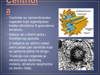• Centriole su nemembranske
  organele koje izgledajukao
  kratke cilindrične ili granularne
  strukture.
• Nalaze se u blizini jedra i
  Goldžijevog aparata.
• U ćelijama se obično nalazi
  samo jedan par centriola koje
  su upravne jedna na drugu.
• Funkcija ove organele je
  obrazovanje deobnog
  vretena, strukture neophodne
  za deobu ćelije.
 