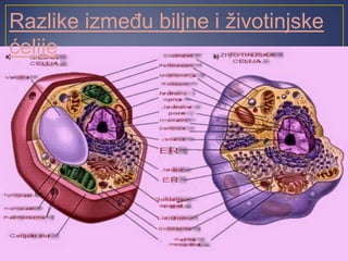 Razlike između biljne i životinjske
ćelije
 