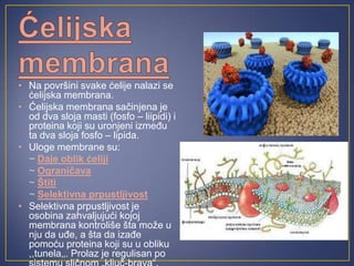 • Na površini svake ćelije nalazi se
  ćelijska membrana.
• Ćelijska membrana sačinjena je
  od dva sloja masti (fosfo – liipidi) i
  proteina koji su uronjeni između
  ta dva sloja fosfo – lipida.
• Uloge membrane su:
  ~ Daje oblik ćeliji
  ~ Ograničava
  ~ Štiti
  ~ Selektivna prpustljivost
• Selektivna prpustljivost je
  osobina zahvaljujući kojoj
  membrana kontroliše šta može u
  nju da uđe, a šta da izađe
  pomoću proteina koji su u obliku
  ,,tunela‚‚. Prolaz je regulisan po
 