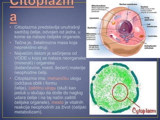 • Citoplazma predstavlja unutrašnji
  sadržaj ćelije, odvojen od jedra, u
  kome se nalaze ćelijske organele.
• Tečna je, želatinozna masa koja
  neprekidno struji.
• Najvećim delom je sačinjena od
  VODE u kojoj se nalaze neorganske
  (minerali) i organske
  (belančevine, masti, šećeri) materije
  neophodne ćeliji.
• Citoplazma ima: mehaničku ulogu
  (održava oblik i formu
  ćelije), zaštitnu ulogu (služi kao
  jastuk u slučaju da dođe do naglog
  udara ćelije i na taj način zaštiti
  ćelijske organele), mesto je vitalnih
  reakcija neophodnih za život (ćelijski
  metabolizam).
 