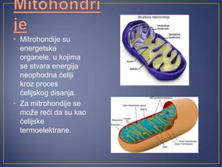 • Mitrohondije su
  energetske
  organele, u kojima
  se stvara energija
  neophodna ćeliji
  kroz proces
  ćelijskog disanja.
• Za mitrohondije se
  može reći da su kao
  ćelijske
  termoelektrane.
 