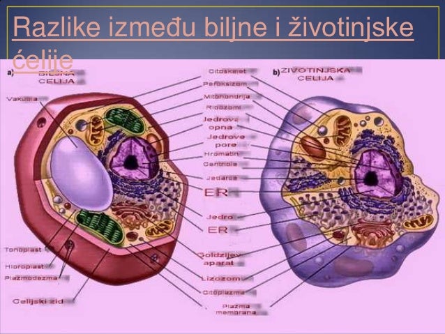 Građa ćelije - 7. razred, Dunja Ercegovčević