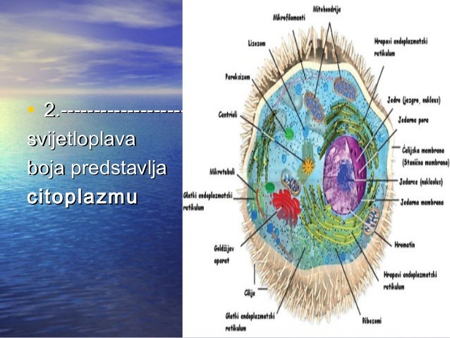 ćElija prezentacija