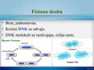 Fisiona deoba
Brza, jednostavna.
Kružni DNK se udvaja.
DNK molekuli se razdvajaju, ćelija raste.
 