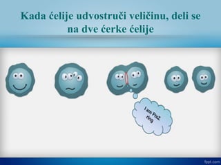 Kada ćelije udvostruči veličinu, deli se
na dve ćerke ćelije
 