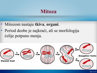 Mitoza
Mitozom nastaju tkiva, organi.
Period deobe je najkraći, ali se morfologija
ćelije potpuno menja.
 