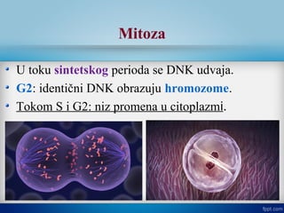 U toku sintetskog perioda se DNK udvaja.
G2: identični DNK obrazuju hromozome.
Tokom S i G2: niz promena u citoplazmi.
Mitoza
 