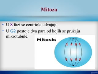 U S fazi se centriole udvajaju.
U G2 postoje dva para od kojih se pružaju
mikrotubule.
Mitoza
 