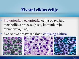 Životni ciklus ćelije
Prokariotska i eukariotska ćelija obavaljaju
metaboličke procese (rastu, komuniciraju,
razmnožavaju se).
Sve se ovo dešava u sklopu ćelijskog ciklusa.
 