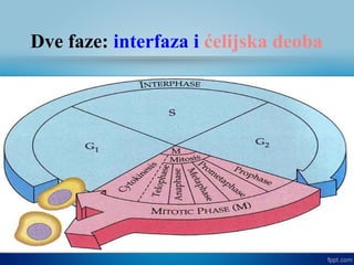 Dve faze: interfaza i ćelijska deoba
 