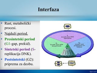 Interfaza
Rast, metabolički
procesi.
Najduži period.
Presintetski period
(G1-gap, prekid).
Sintetski period (S-
replikacija DNK).
Postsintetski (G2):
priprema za deobu.
 
